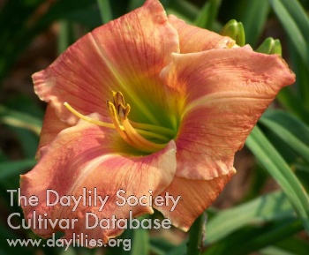 Daylily Country Colors
